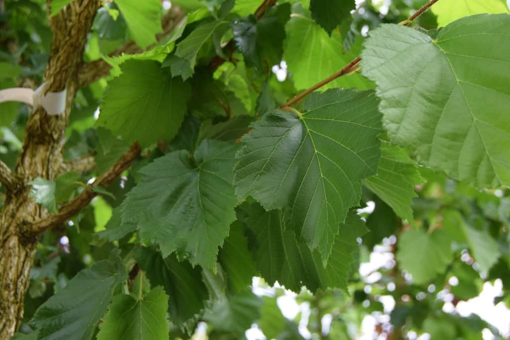 Corylus colurna 12-14 HS